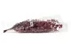 Preserved Stuartiana Eucalyptus Raspberry 10