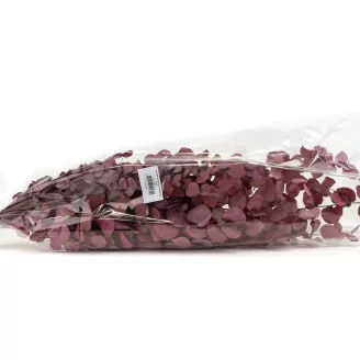 Preserved Stuartiana Eucalyptus Raspberry