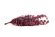 Eucalyptus Stuartiana Stabilized - Raspberry 5