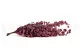 Preserved Stuartiana Eucalyptus Raspberry 4