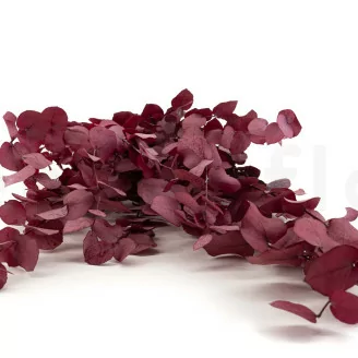 Eucalipto Stuartiana Stabilizzato Rosa