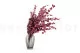 Preserved Stuartiana Eucalyptus Raspberry 6
