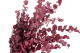 Eucalyptus Stuartiana Stabilisé - Framboise 7