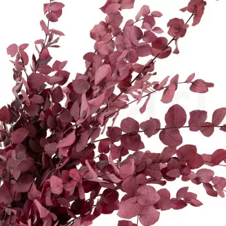 Eucalyptus Stuartiana stabilis&eacute; Rose