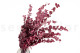Eucalyptus Stuartiana Stabilisé - Framboise 9