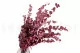 Preserved Stuartiana Eucalyptus Raspberry 9