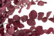 Eucalyptus Stuartiana Stabilisé - Framboise 8