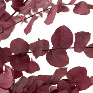 Eucalyptus Stuartiana stabilis&eacute; Rose