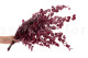 Eucalyptus Stuartiana Stabilisé - Framboise 3