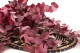 Eucalyptus Stuartiana Stabilized - Raspberry 2