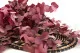 Preserved Stuartiana Eucalyptus Raspberry 2