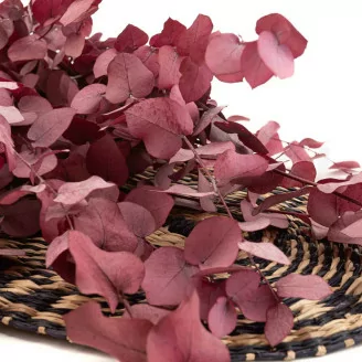 Preserved Stuartiana Eucalyptus Raspberry