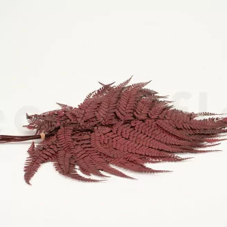 Preserved Leather Fern Red