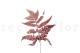 Leather Fern Stabilized - Red 7