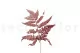 Preserved Leather Fern Red 7