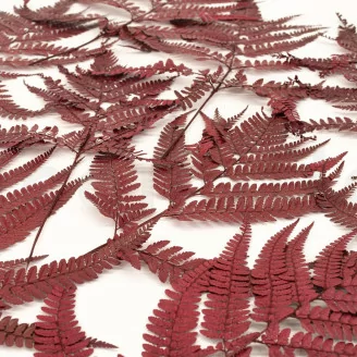 Preserved Leather Fern Red