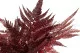 Foug&egrave;re Cuir stabilis&eacute;e Rouge 6