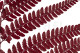 Leather Fern Stabilized - Red 2