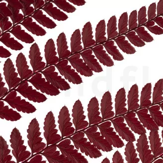 Foug&egrave;re Cuir stabilis&eacute;e Rouge