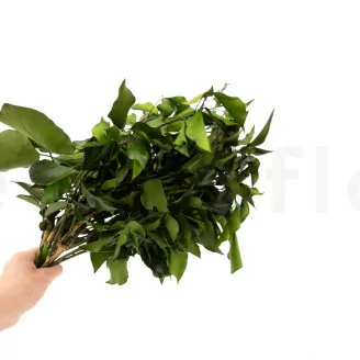Preserved Ivy