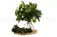 Preserved Ivy 8