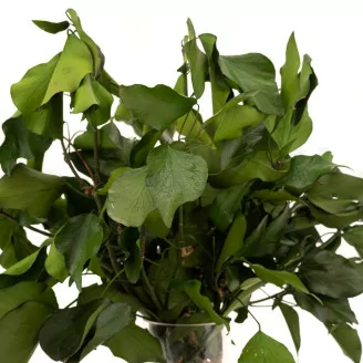 Preserved Ivy