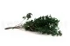 Konservierter Pittosporum 4