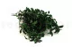 Konservierter Pittosporum 5