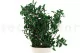 Preserved Pittosporum 7