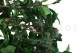 Pittosporum stabilis&eacute; 8