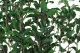 Preserved Pittosporum 2