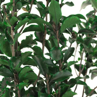 Konservierter Pittosporum