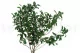 Konservierter Pittosporum 9