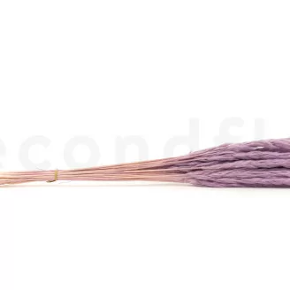 Mini pampa essiccata Lavender Lane (x20)