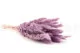 Dried Mini Pampa Lavender Lane (x20) 4