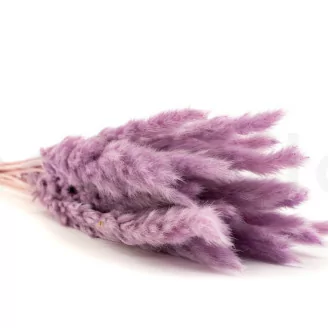 Mini pampa essiccata Lavender Lane (x20)