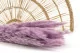 Mini Pampa seca Lavender Lane (x20) 2