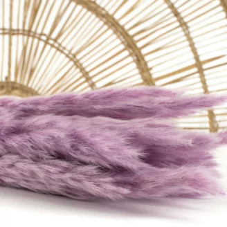 Dried Mini Pampa Lavender Lane (x20)