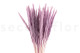 Dried Mini pampa - 20 Units - Lavender Lane 7