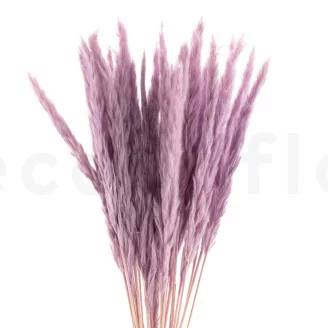 Dried Mini Pampa Lavender Lane (x20)