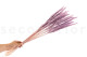 Dried Mini pampa - 20 Units - Lavender Lane 5