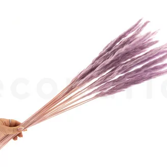 Mini pampa essiccata Lavender Lane (x20)