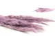 Mini pampa essiccata Lavender Lane (x20) 8