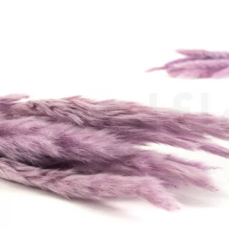 Dried Mini Pampa Lavender Lane (x20)