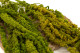Amaranthus preserved - Bouquet - Light Green 2