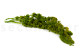 Amaranto Extra stabilizzato - Verde Chiaro 3