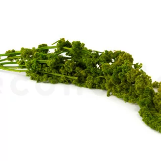 Amarante stabilis&eacute;e Vert Clair