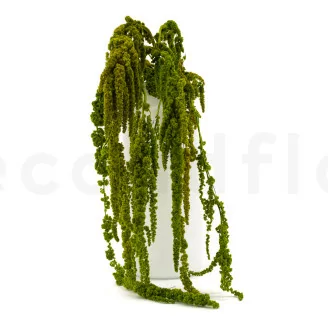 Amaranto stabilizzato Verde chiaro