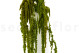 Amaranto Extra stabilizzato - Verde Chiaro 6