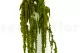 Amaranto stabilizzato Verde chiaro 6